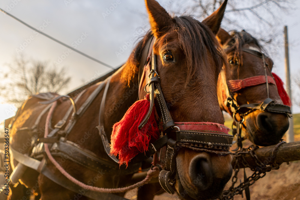 Obraz premium horse carriage in the mountains of Romania