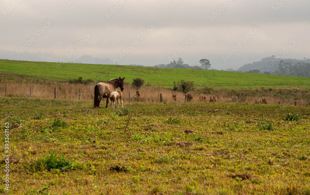 Rural scene of a horse cub suckling and feeding on its mother