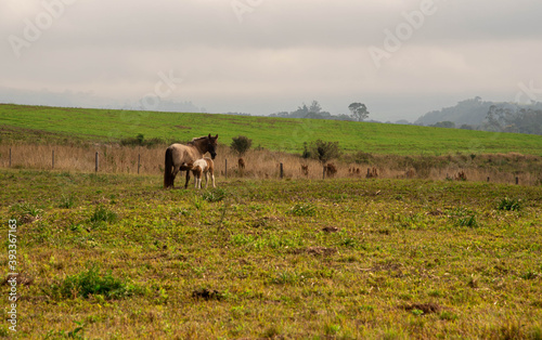 Rural scene of a horse cub suckling and feeding on its mother © Alex R. Brondani