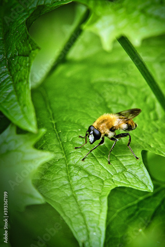 fly on leaf