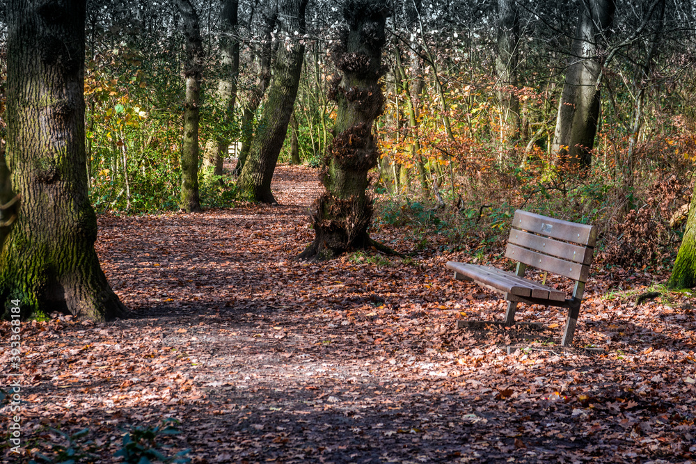 Ruff Wood in Autumn