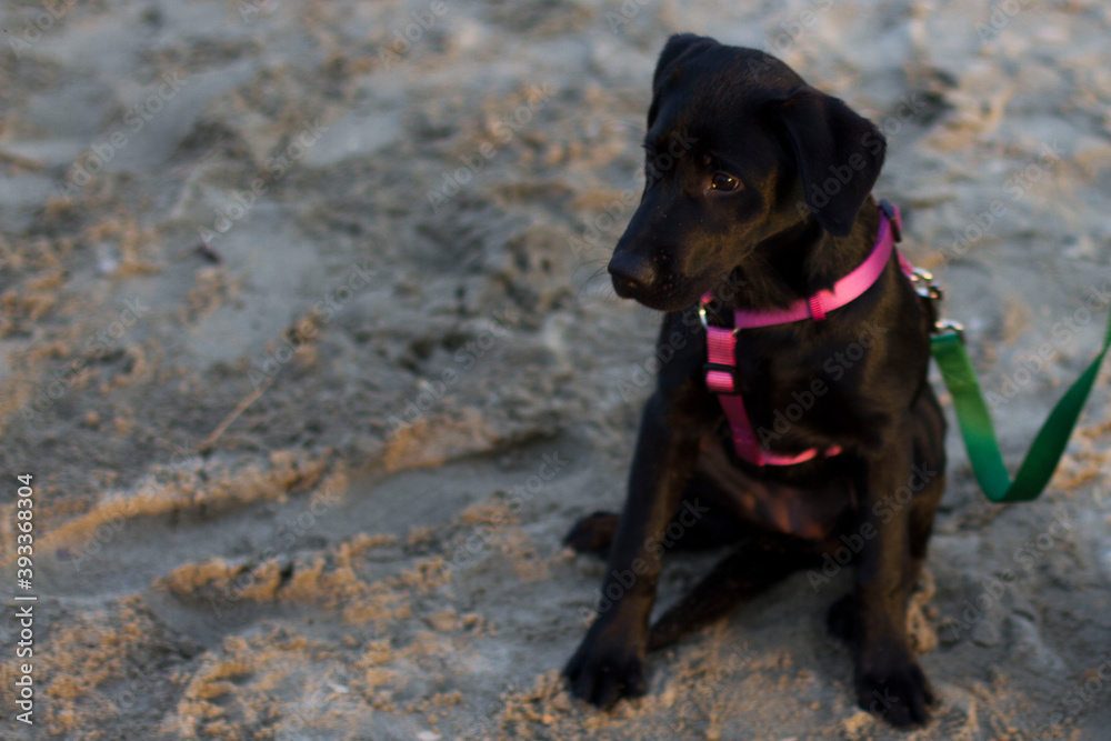 Cucciolo, cane piccolo nero