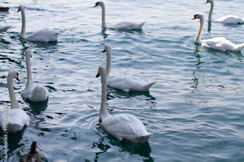 Gruppo di Cigni