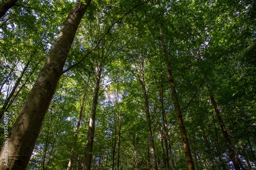 Foresta di alberi