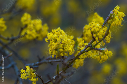 Tiny yellow flowers in the spring