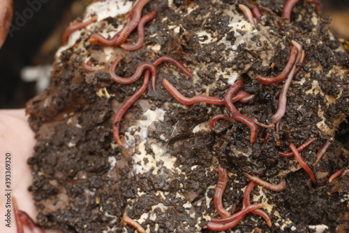 Red worms in compost or manure. Live bait for fishing