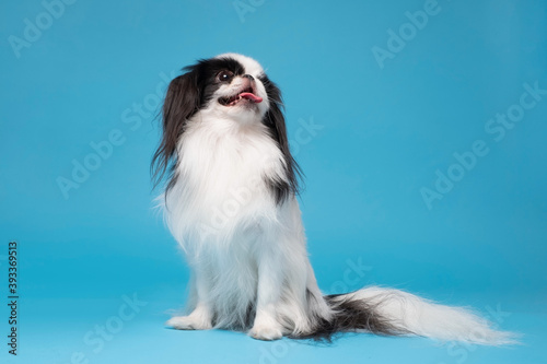 Fototapet One dog Japanese Chin against blue background