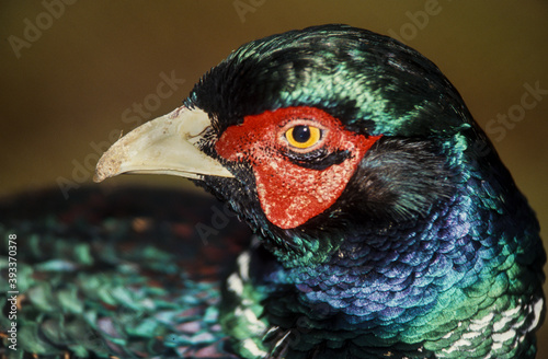 Faisan de Colchide,.Phasianus colchicus, Common Pheasant photo