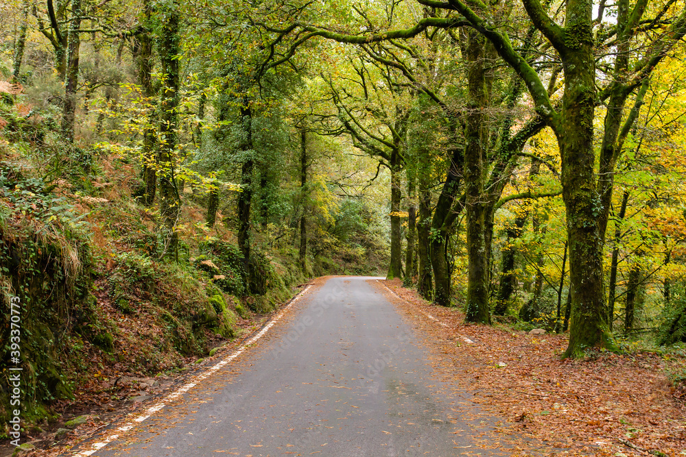 Road in autumn forest