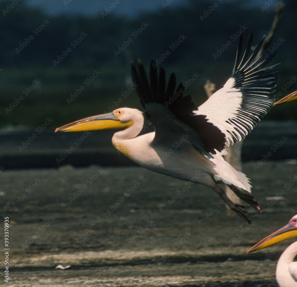 Fototapeta premium Pélican blanc,.Pelecanus onocrotalus, Great White Pelican, Parc national de Nakuru, Kénya