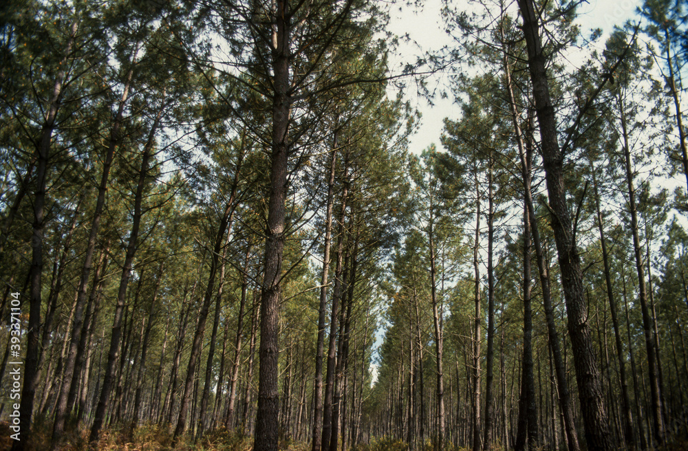 Fototapeta premium pin maritime, Pinus pinaster, Forêt des Landes, 40, Landes