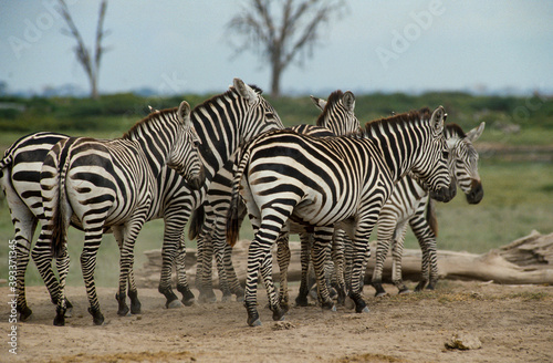 Zébre de Grant, Equus burchelli grant, Parc national de Masai Mara, Kenya