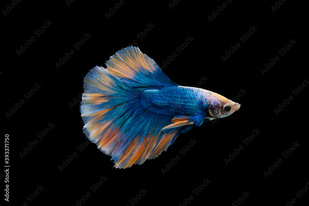 Fototapeta premium Colorful Betta, pla-kad (biting fish) Thai; Halfmoon blue and orange betta isolated on black background