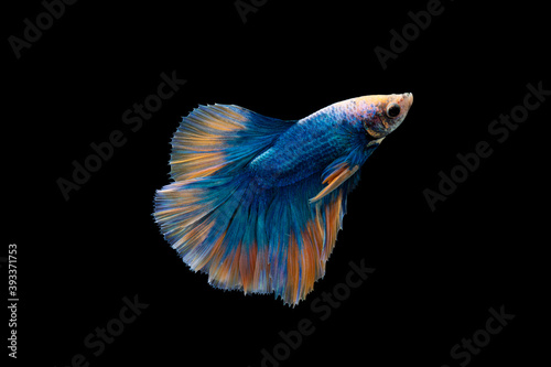 Colorful Betta, pla-kad (biting fish) Thai; Halfmoon blue and orange betta isolated on black background