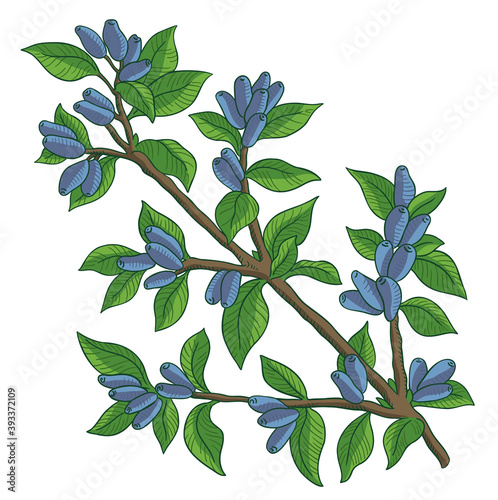 Haskap berries and leaves. Blue sweetberry honeysuckle branch. Lonicera caerulea. Ripe plant. Hand drawn color sketch. Vector illustration.