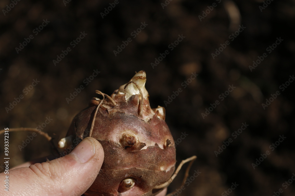 Obraz premium planting jerusalem artichoke