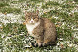 striped domestic cat sitting on the grass with snow.