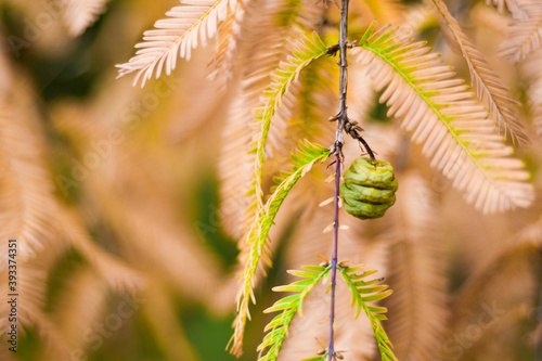 Metasequoia glyptostroboides tree, autumn and fall tree close-up in Tsinandali photo