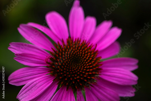 The flower with purple petals was shot in macro style on a blurry green background. A rich  bright photo was made for your design.