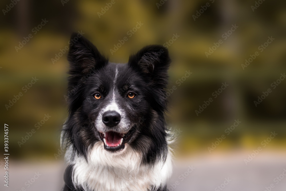 Black and white border collie dog smiling. Bright light brown, orange eyes. Background blur, soft focus.