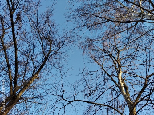 The tops of the trees against the blue sky