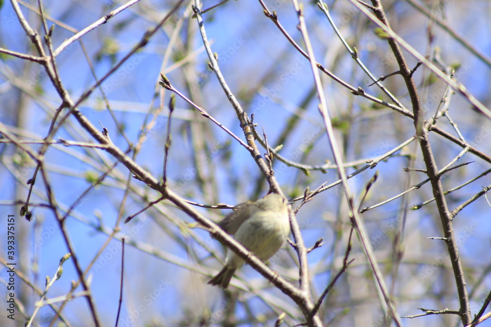 Obraz premium birds of canada