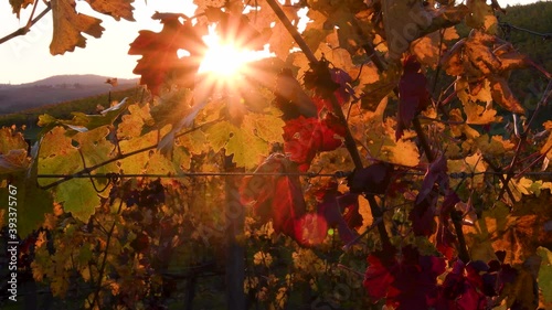 The sun's rays illuminate the colorful leaves of the Chianti vineyards in the autumn season. Chianti Classico area near Florence, Tuscany. Italy.