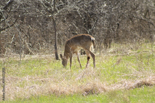 deer in canada