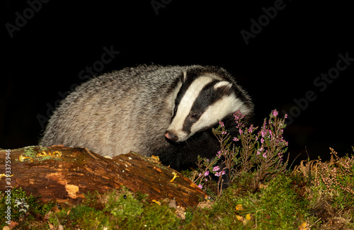 Badger (Scientific name: Meles Meles) Wild, native, European badger  foraging at night on a fallen log with purple heather, toadstools and Autumn leaves.  Space for copy.  Horizontal. © Anne Coatesy