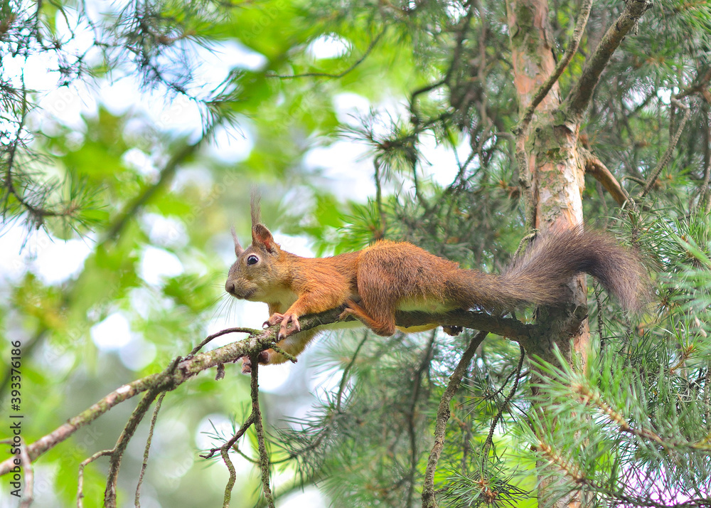Obraz premium red squirrel sitting on a branch in the forest