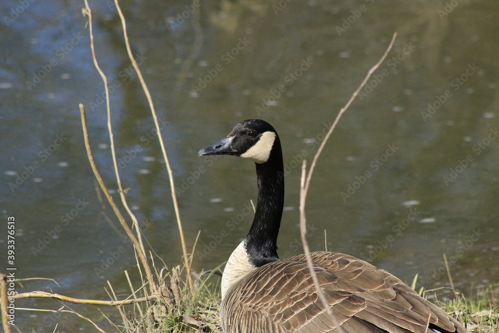 Obraz premium bird portraits