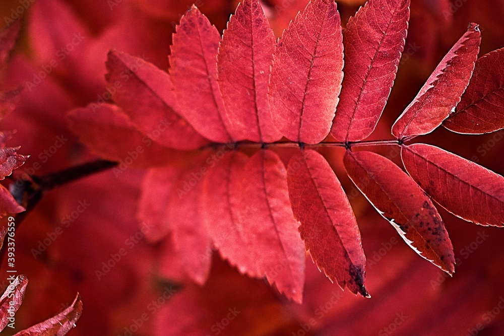 Fototapeta premium close up of red leaf