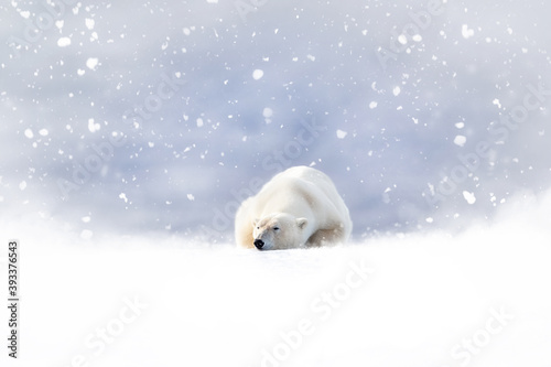 Fantasy scene of a polar bear resting in the snow. Dreamy falling snow background with space for text. Seasonal images for Christmas and winter projects. 