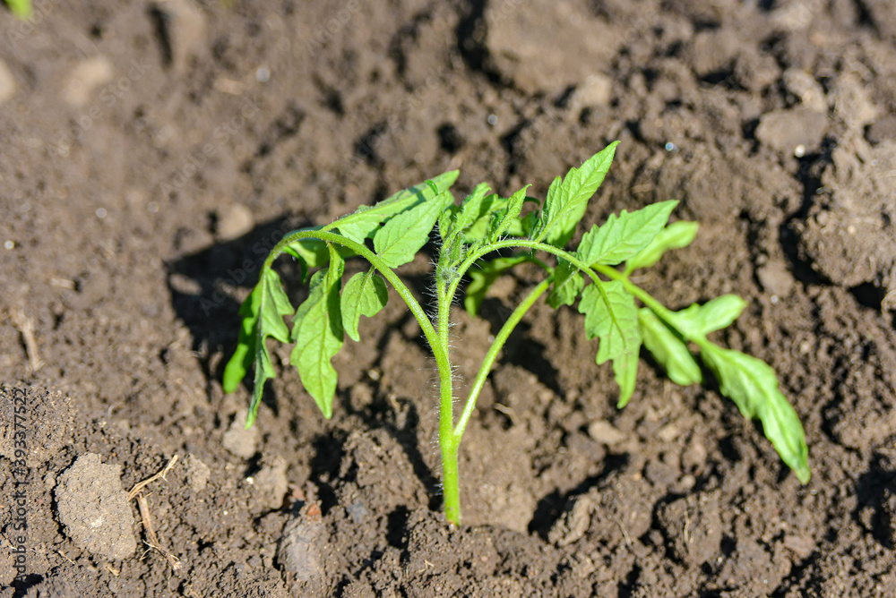 small tomato seedling in the ground small tomato seedling in the ground