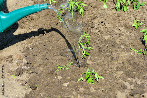 A girl pours the planted tomato seedlings with a watering can.