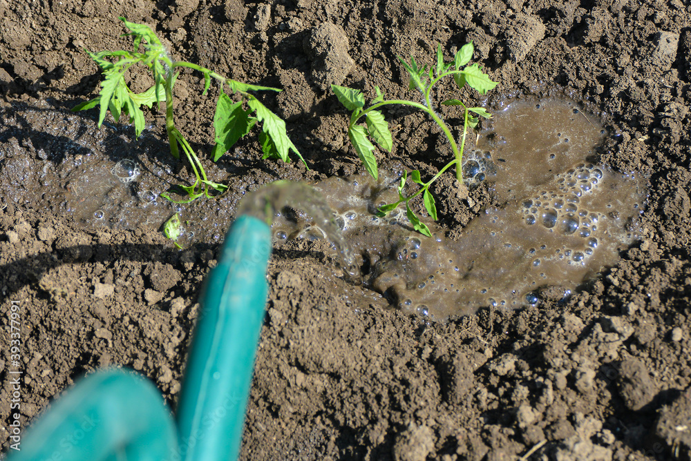 The girl pours clean water on the planted tomato seedling in the ground. The girl pours clean water on the planted tomato seedling in the ground.