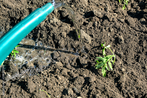 The girl pours water from a watering can on the ground with planted tomato seedlings. © Tetiana