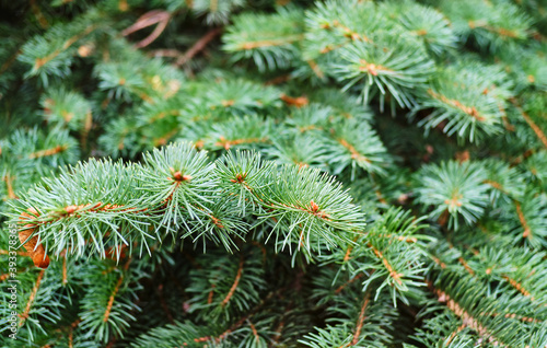 green fir tree branch