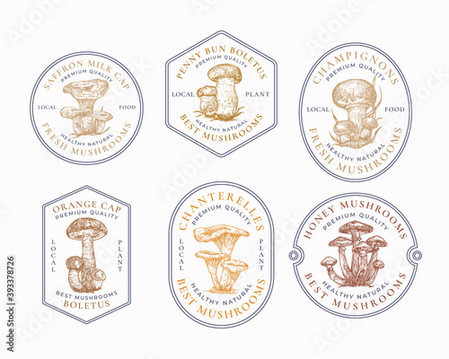 Fresh Local Mushrooms Abstract Frame Signs, Symbols or Logo Templates Collection. Hand Drawn Colorful Champignons, Chanterelles, Saffron Milk Cap, etc. with Typography. Edible Plant Badges. Isolated
