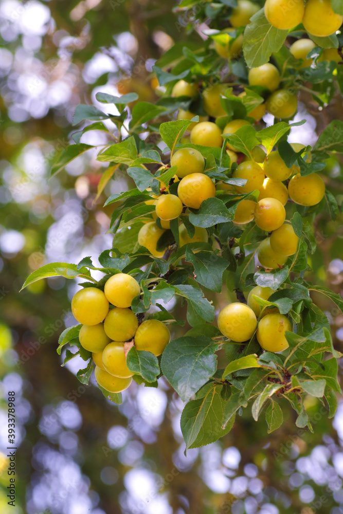 yellow wild plums on tree branches