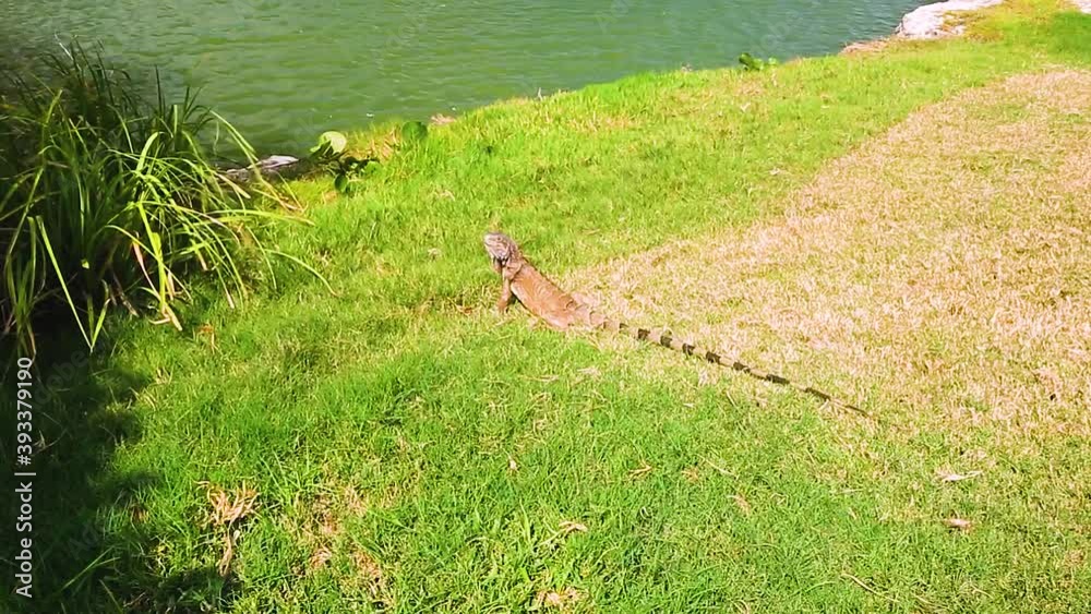 Cute lizard near green plant and lake. Nature of Aruba Island. Amazing