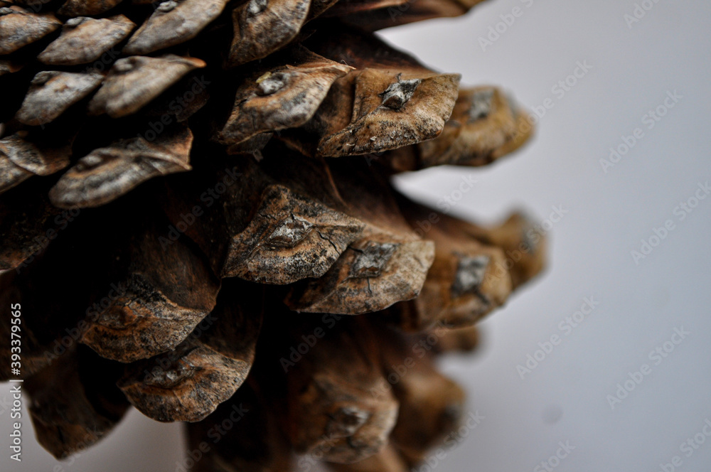 pine cone on background pine cone on background