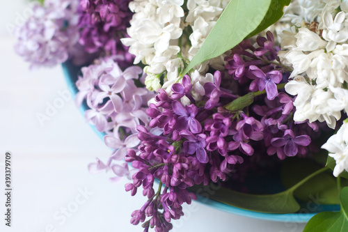 Piękne fioletowe i białe kwiaty bzu na białym tle