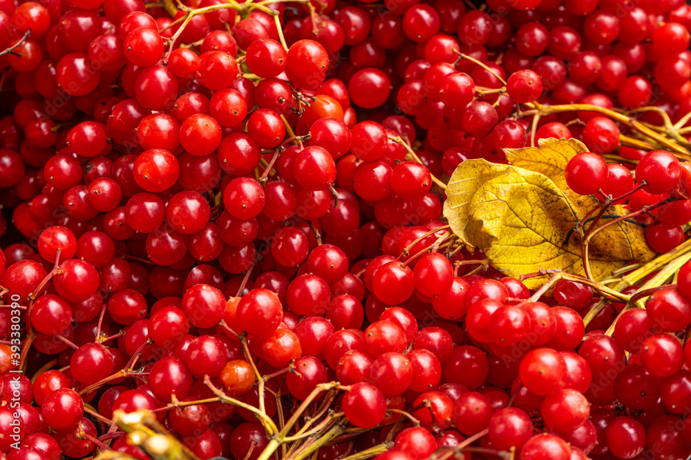 Ταπετσαρία Beautiful fruits of red viburnum, herbal medicine