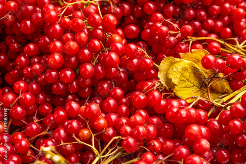 Принти на полотні Beautiful fruits of red viburnum, herbal medicine