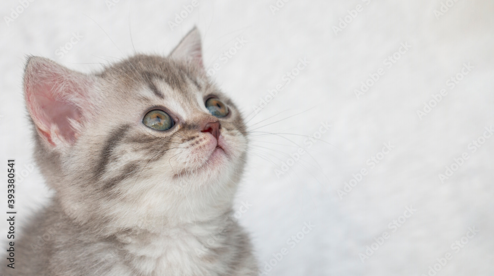 portrait of a small tabby british kitten, place for text