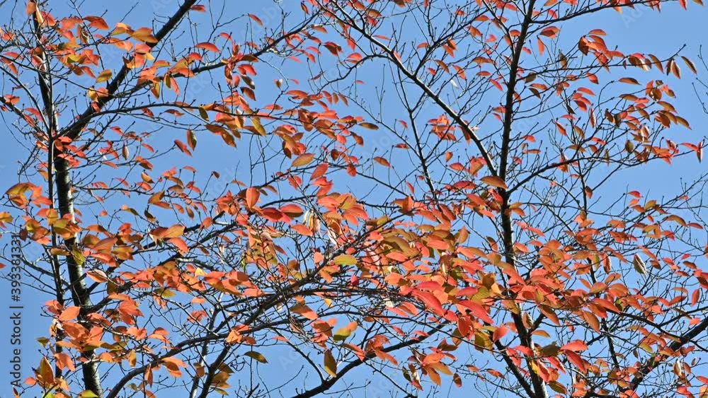 風に揺れる桜紅葉（11月中旬）