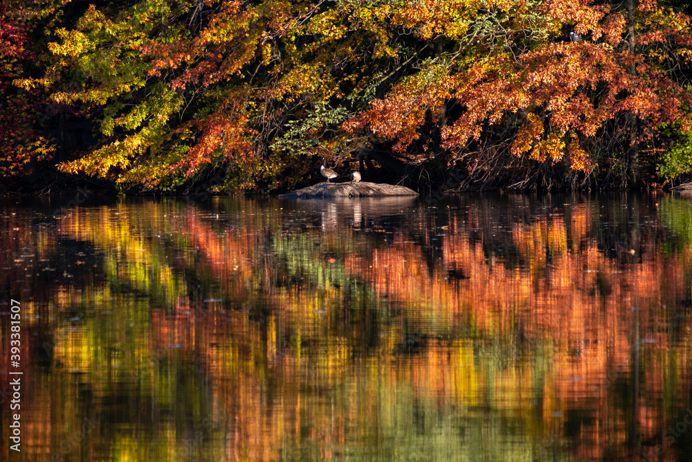 Fototapeta premium New York City - USA - Nov 5 2020: Beautiful Foliage Colors of The Pond Central Park New York
