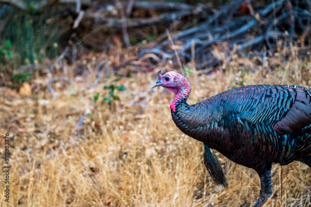 Obraz premium male peacock in the grass