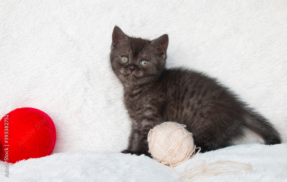 small black british kitten with a ball of wool